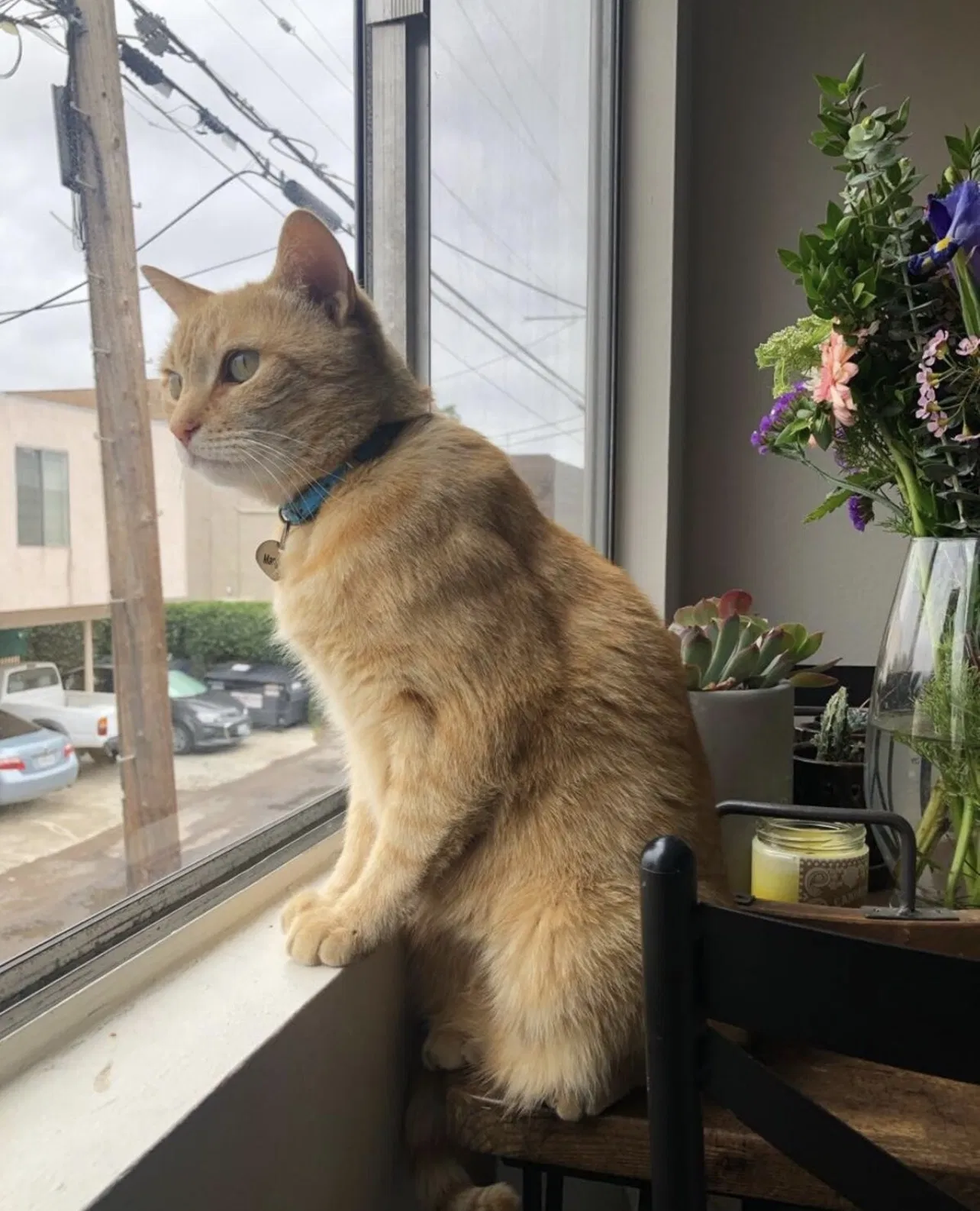 Lost cat in San Diego, CA, 92116