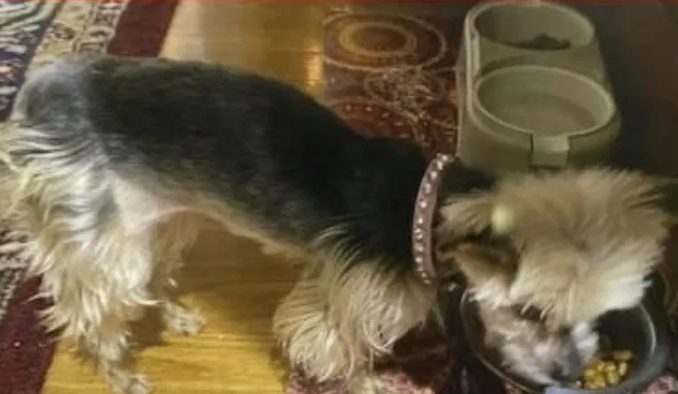 Lost dog in Louisville, KY, 40219