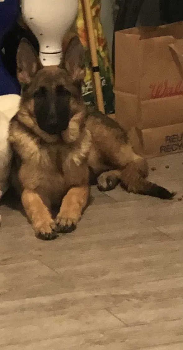 Lost dog in Yonkers, NY, 10710