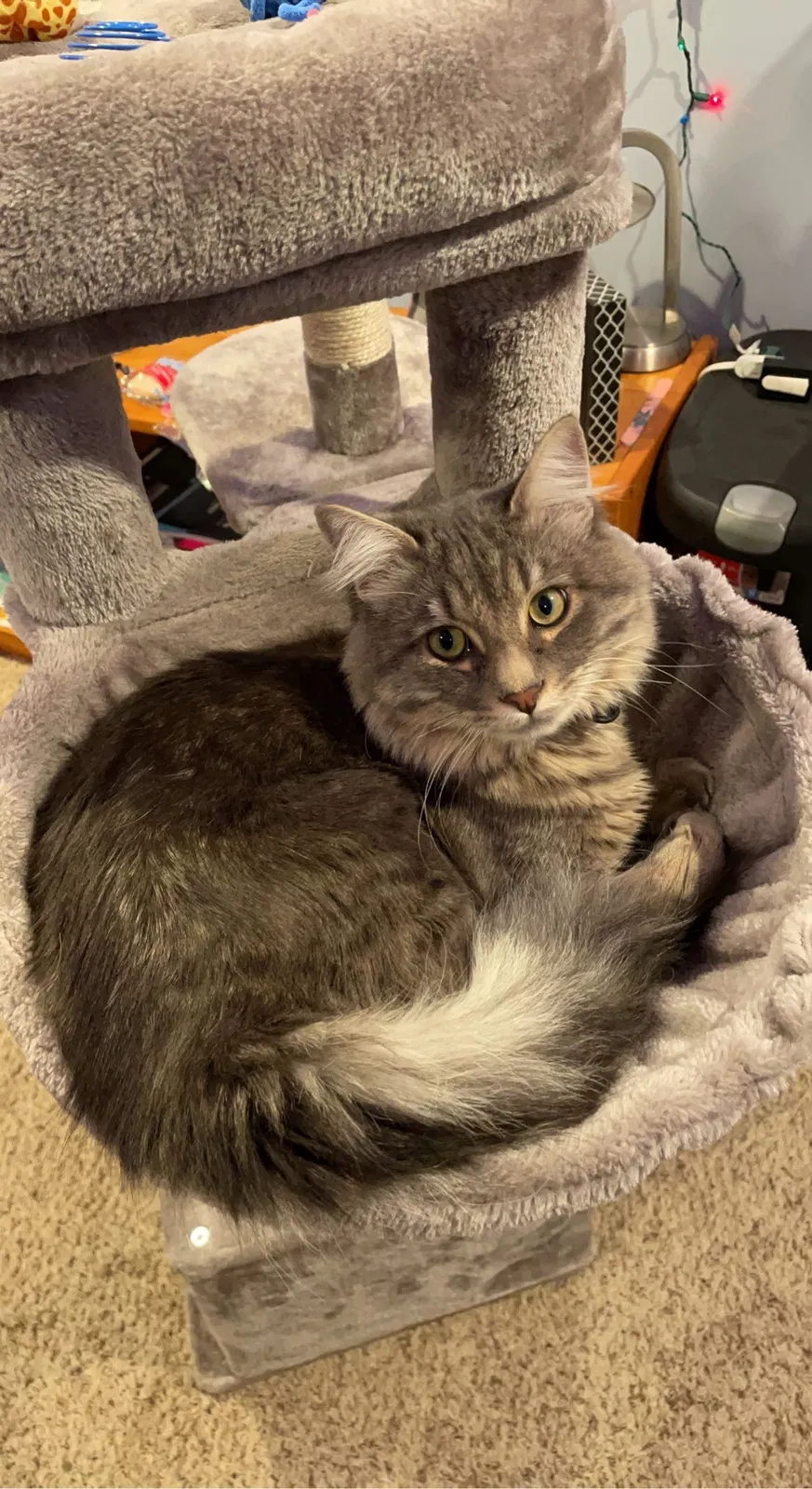Lost cat in Salt Lake City, UT, 84129