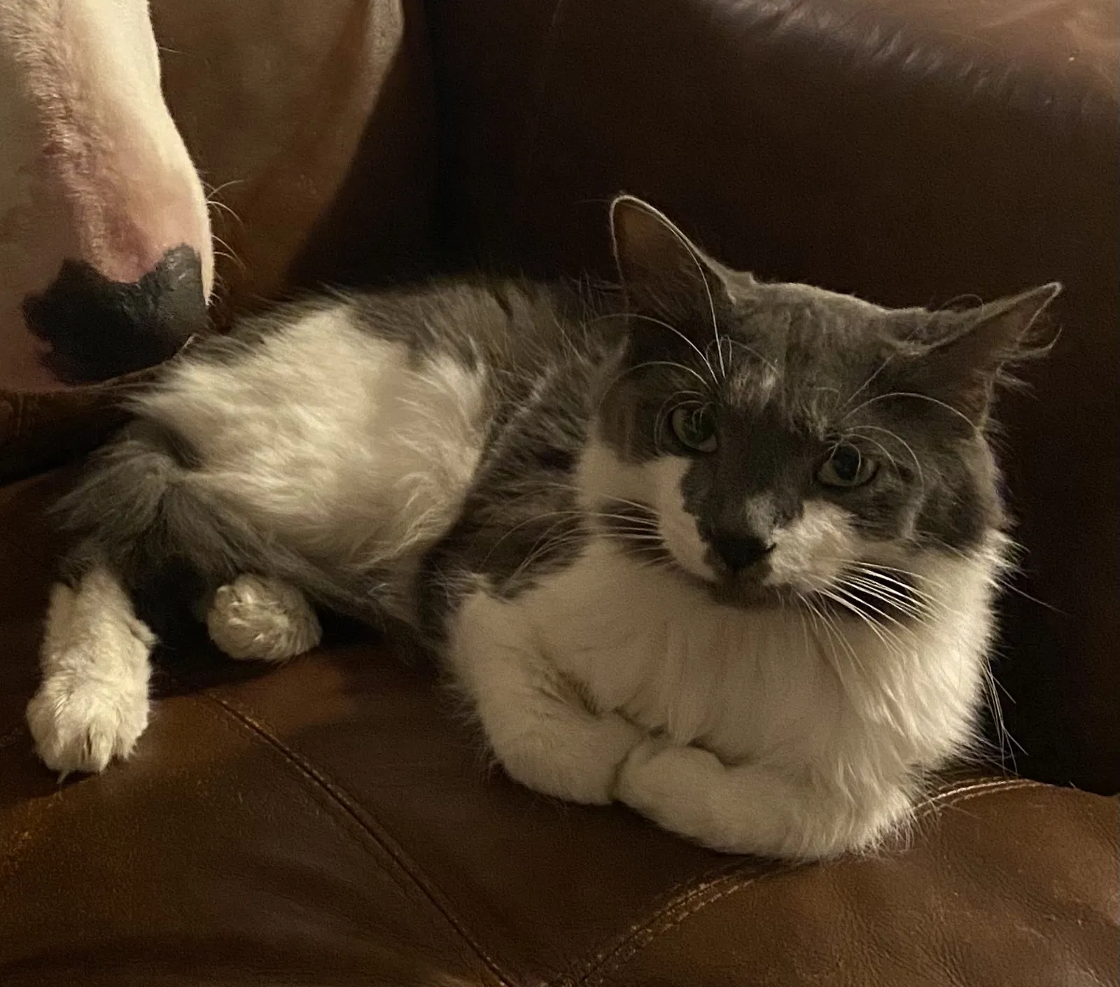 Lost cat in Knoxville, TN, 37914