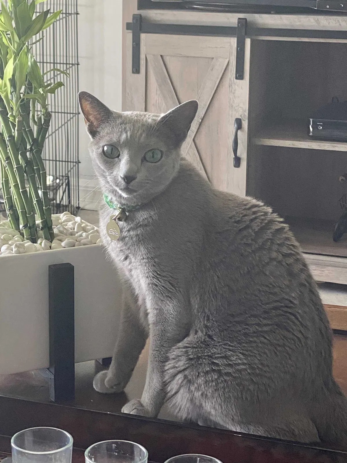 Lost cat in Indialantic, FL, 32903