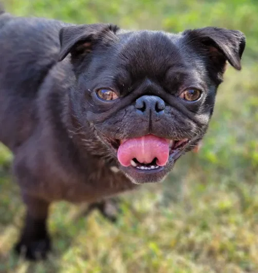 Lost dog in Plymouth, MI, 48170