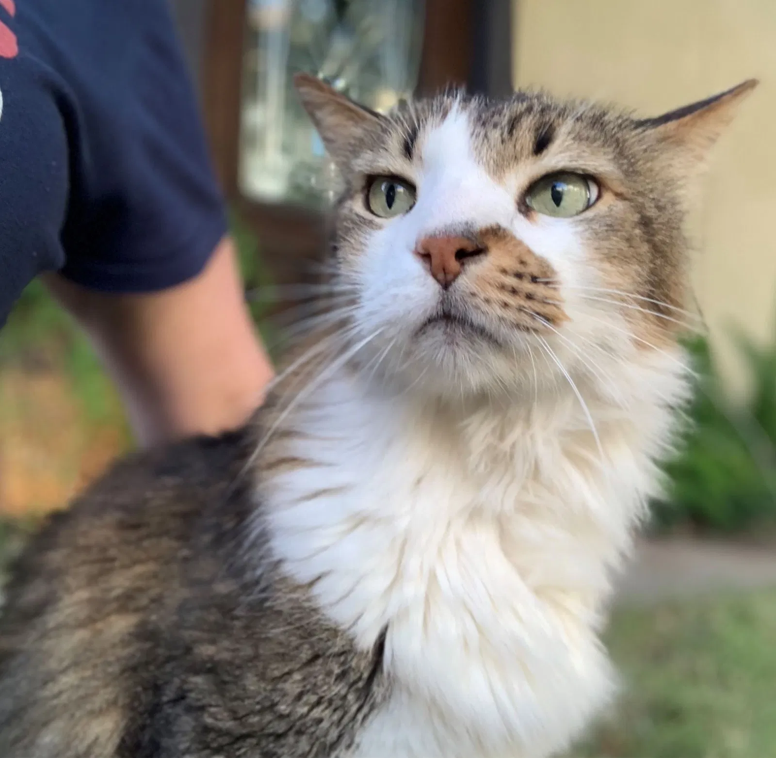 Lost cat in Houston, TX, 77007