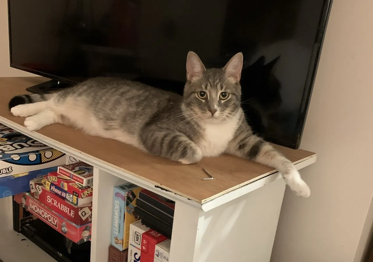 Lost cat in Rochester, NY, 14610