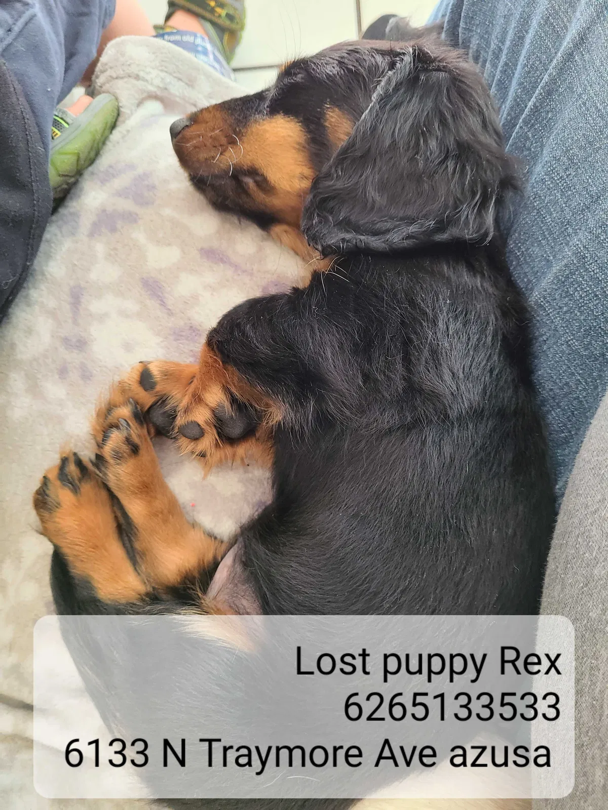 Lost dog in Azusa, CA, 91702