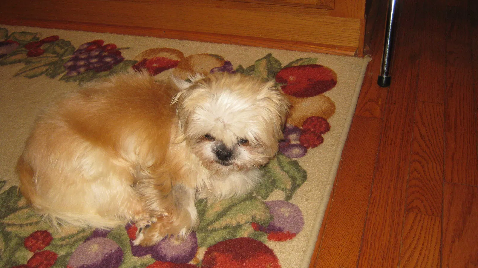 Lost dog in Aragon, GA, 30104