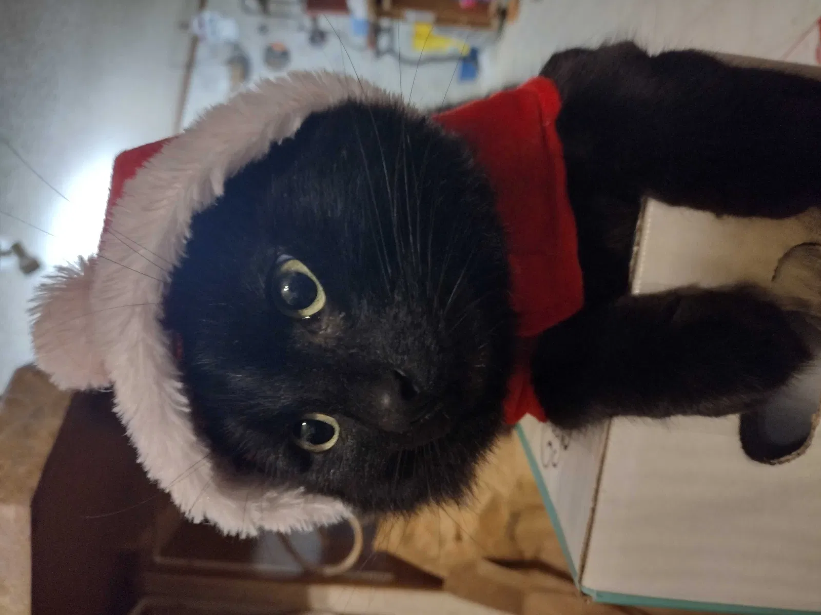 Lost cat in Knotts Island, NC, 27950