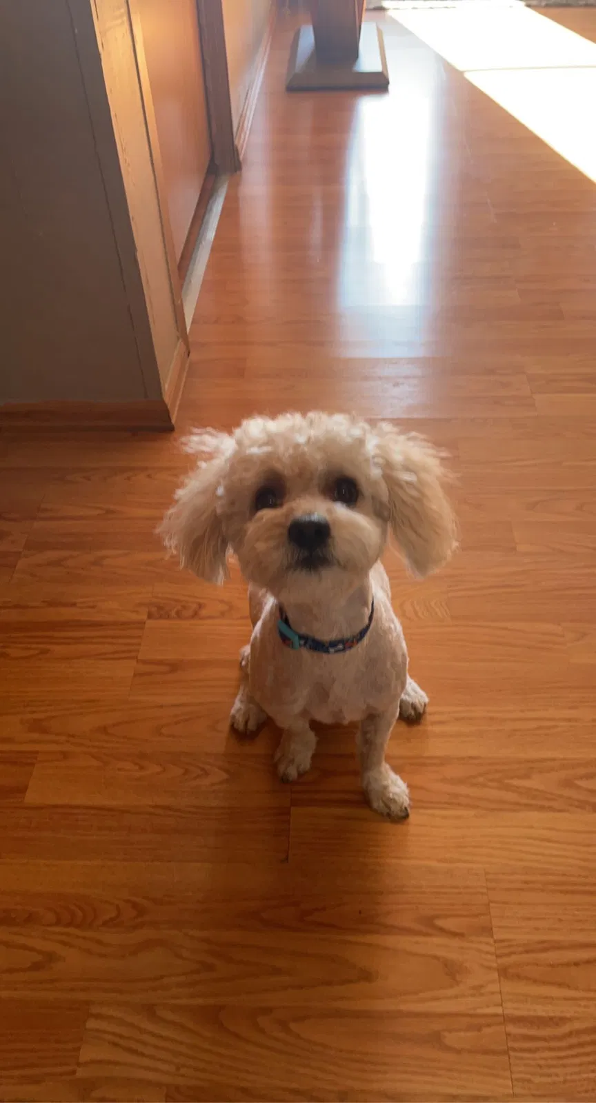 Lost dog in Platteville, CO, 80651