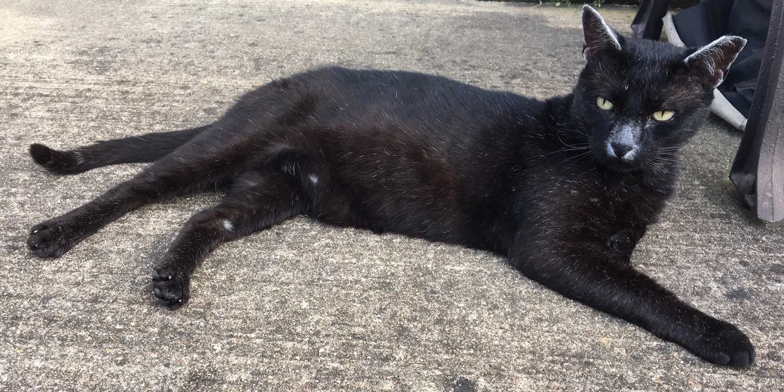 Lost cat in Friendswood, TX, 77546