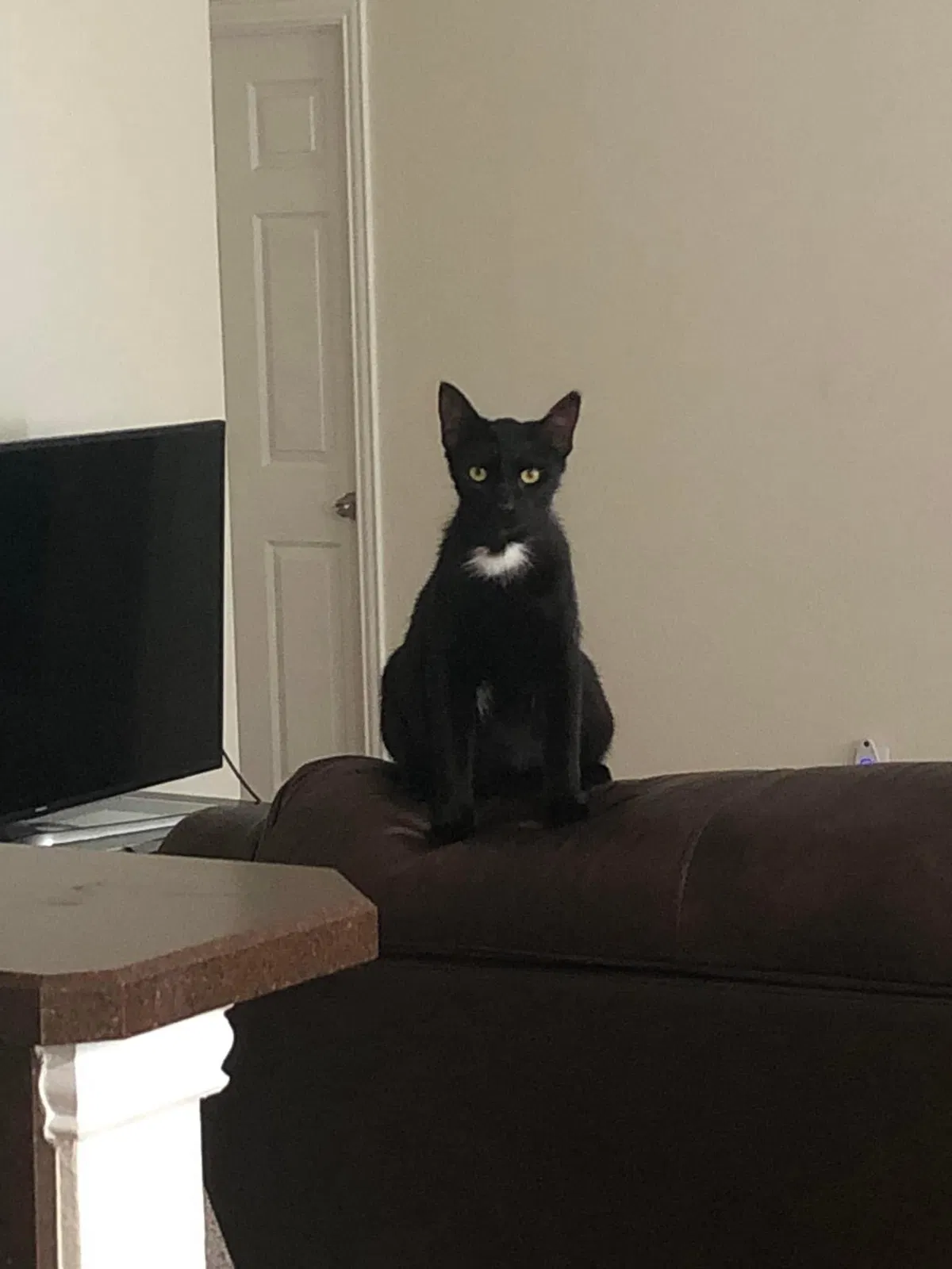 Lost cat in Cedar Park, TX, 78613