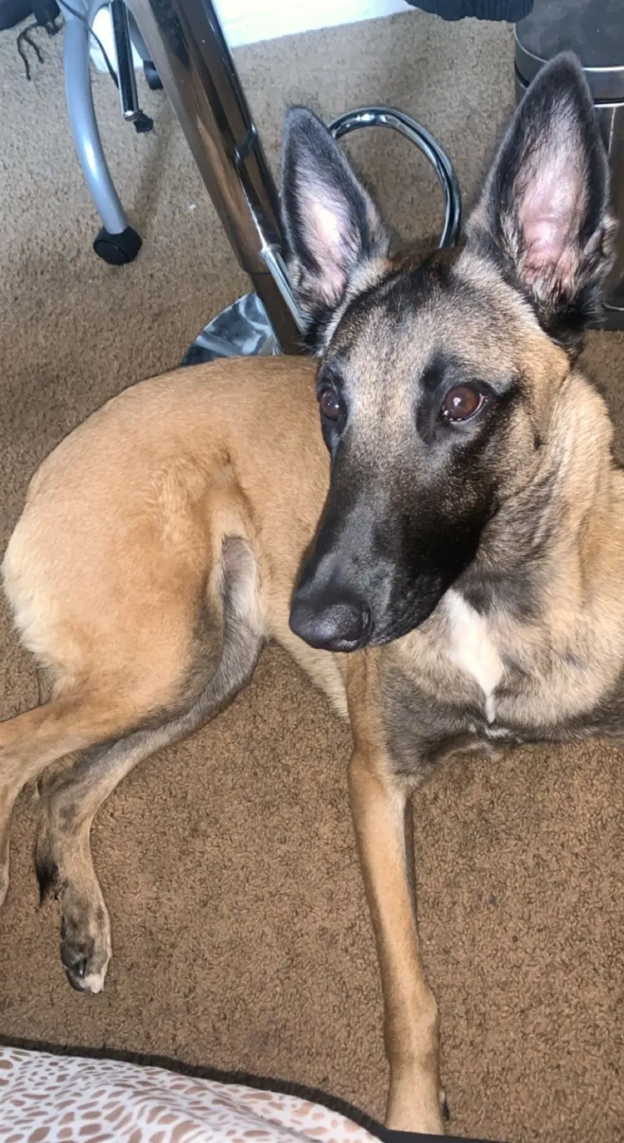 Lost dog in Harbor City, CA, 90710