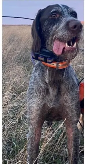 Lost dog in Tignall, GA, 30668