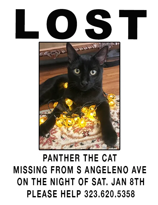 Lost cat in Azusa, CA, 91702