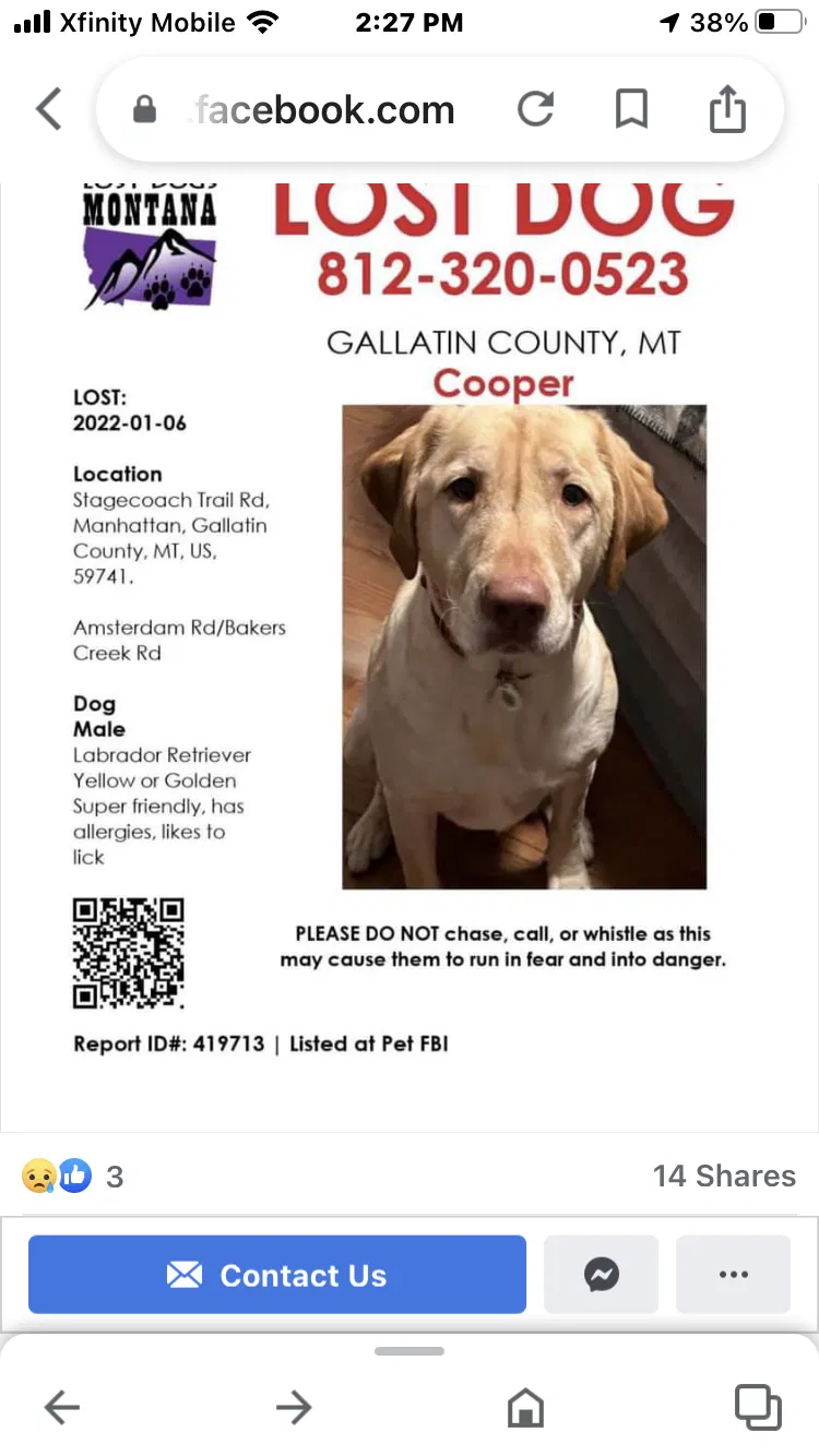 Lost dog in Manhattan, MT, 59741