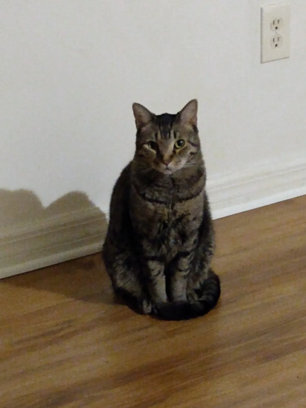 Lost cat in Fort Myers, FL, 33919