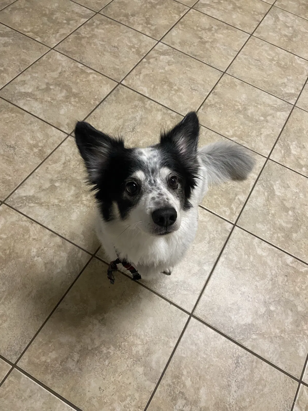 Lost dog in Spring, TX, 77373