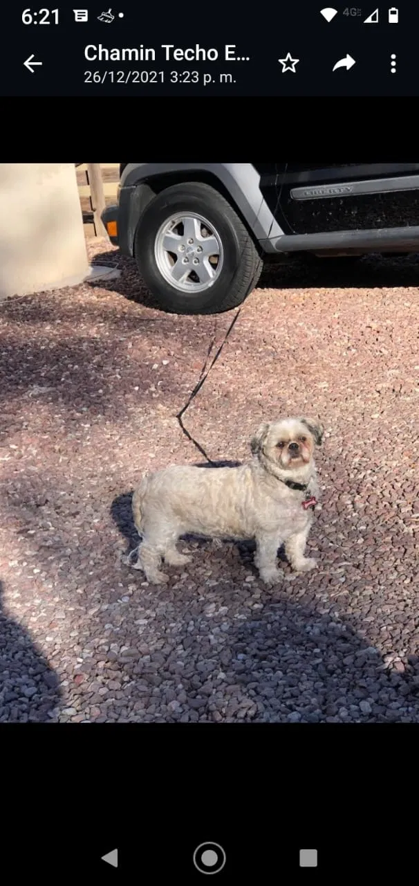 Lost dog in Tucson, AZ, 85712