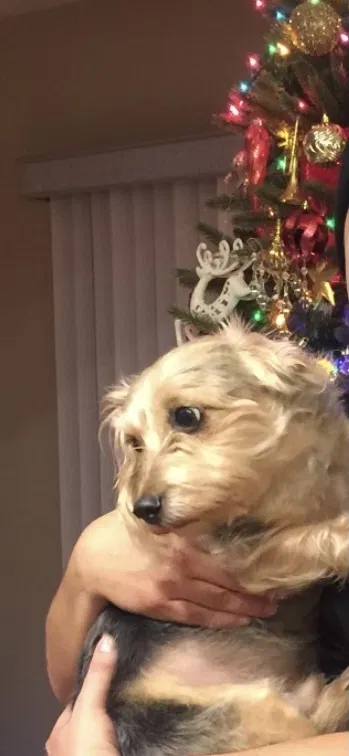 Lost dog in Pico Rivera, CA, 90660