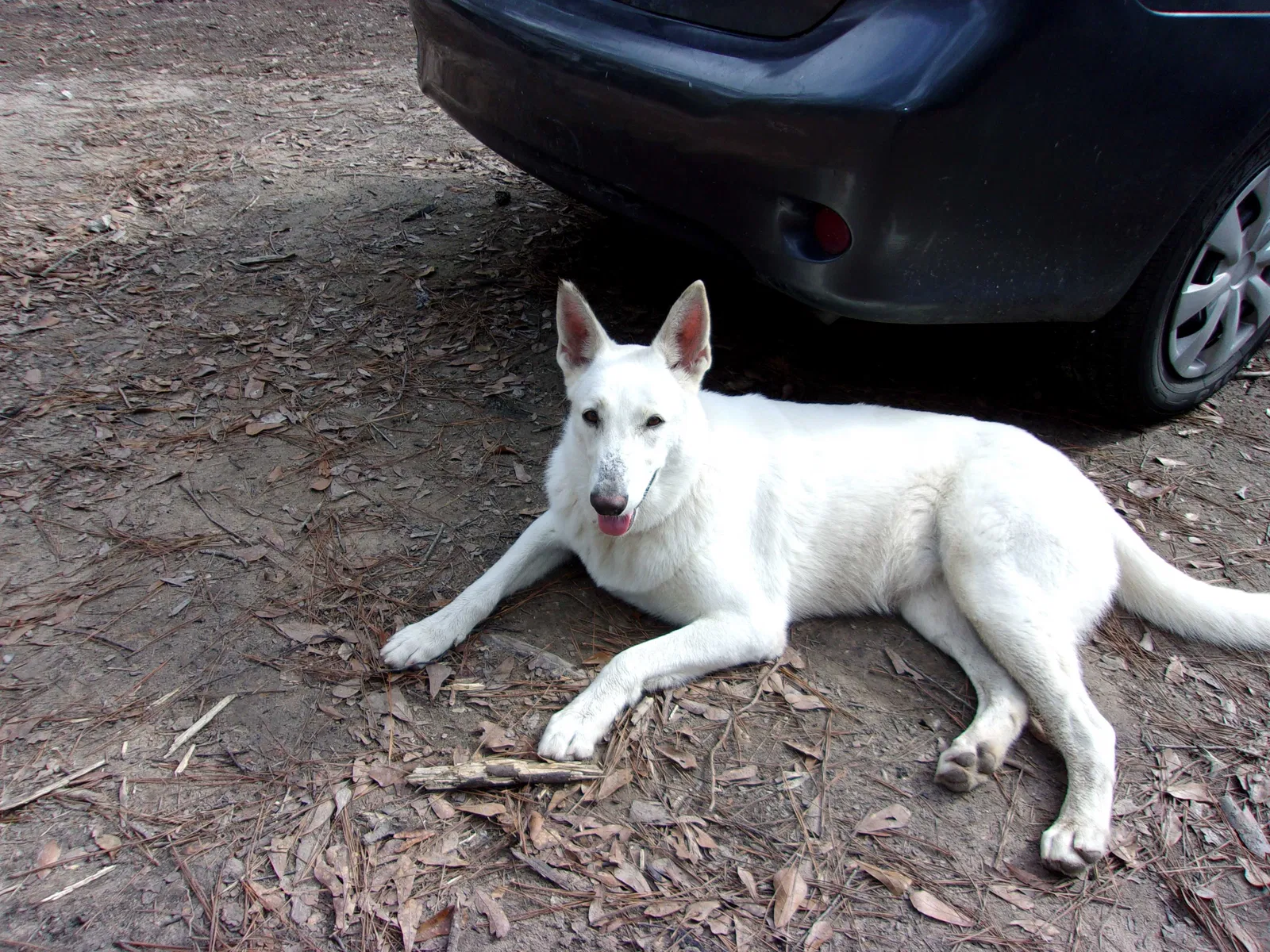 Lost dog in Cleveland, TX, 77328