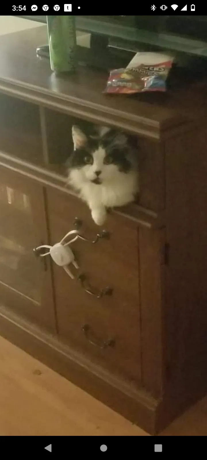 Lost cat in Summerville, SC, 29485