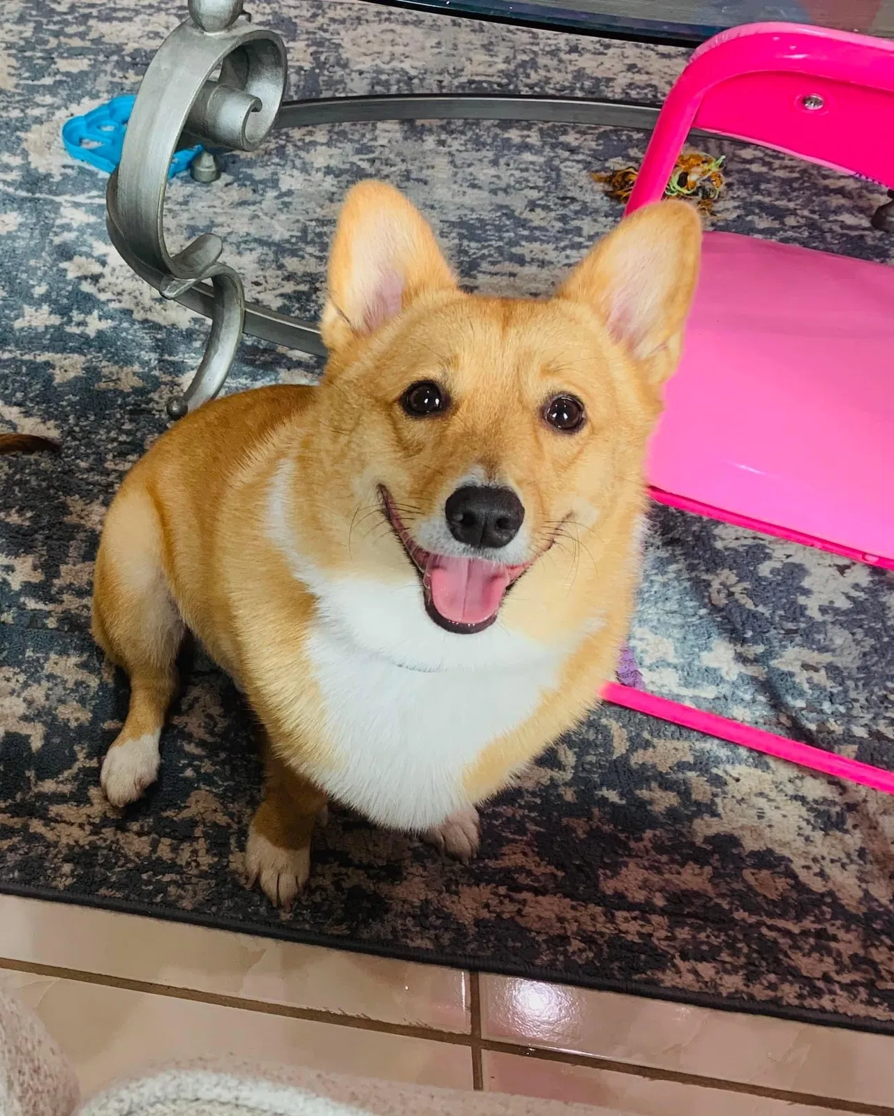 Lost dog in Brownsville, TX, 78521