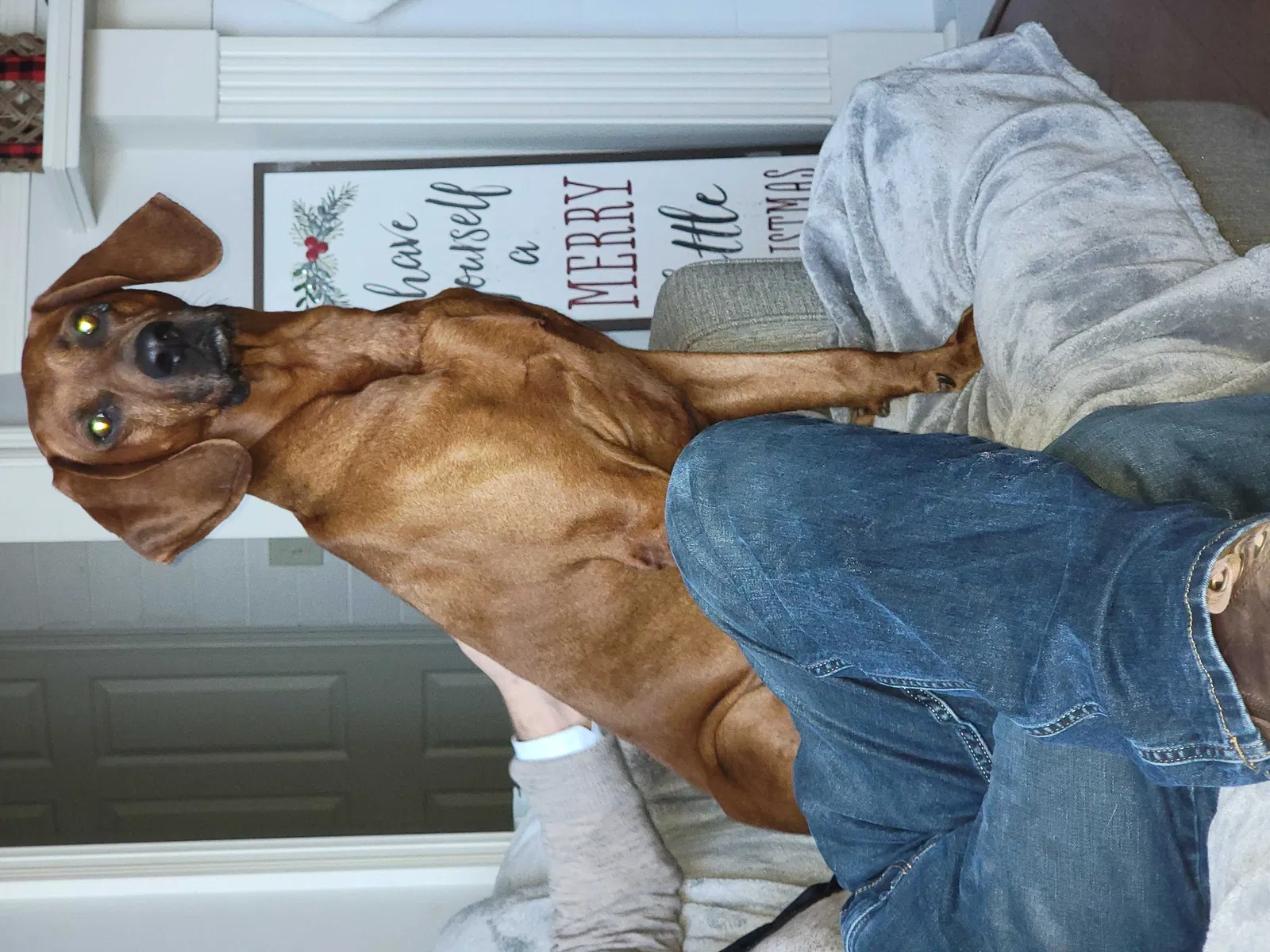 Lost dog in Pearl, MS, 39208