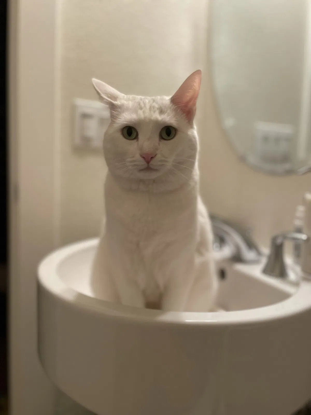 Lost cat in Emeryville, CA, 94608