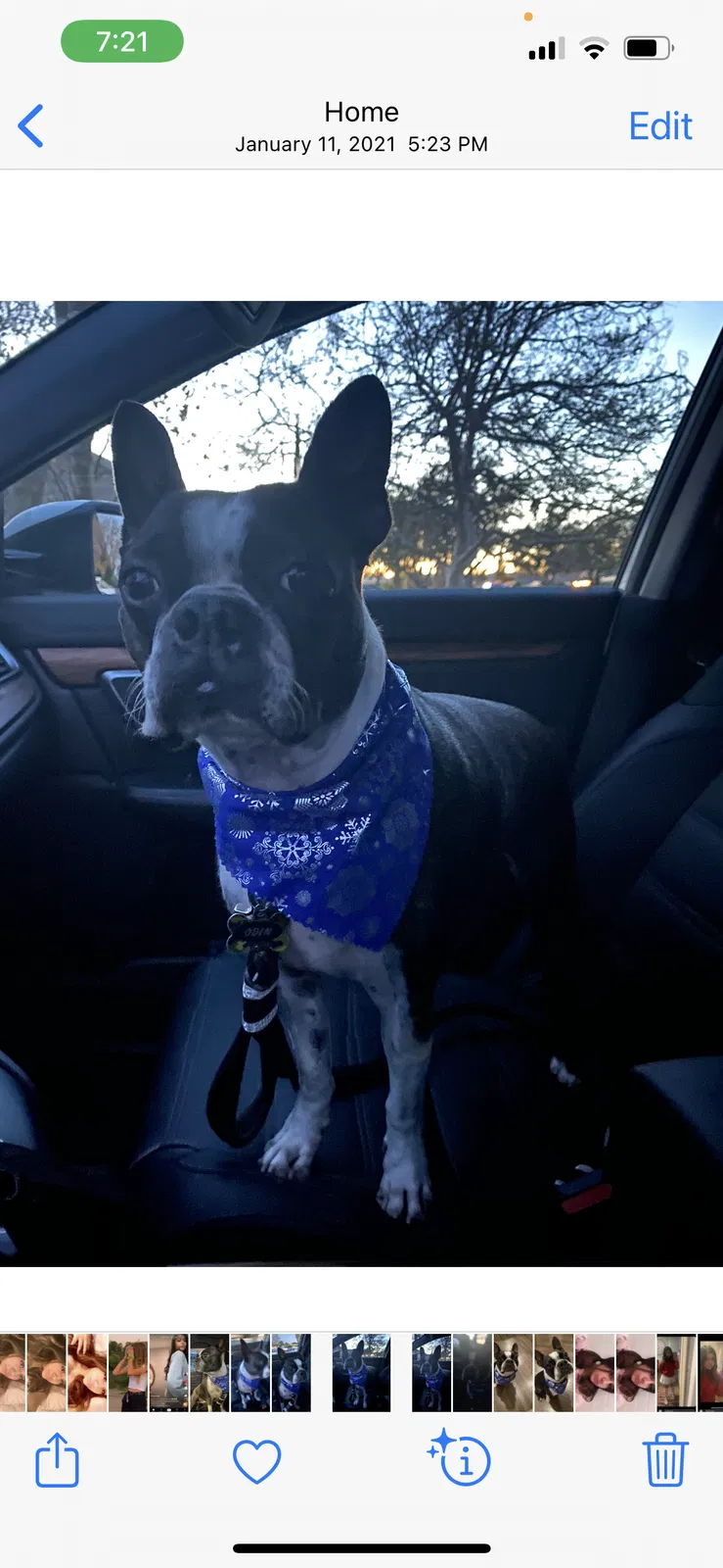 Lost dog in Granada Hills, CA, 91344