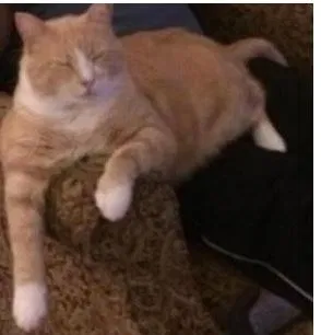 Lost cat in Hayden, ID, 83835
