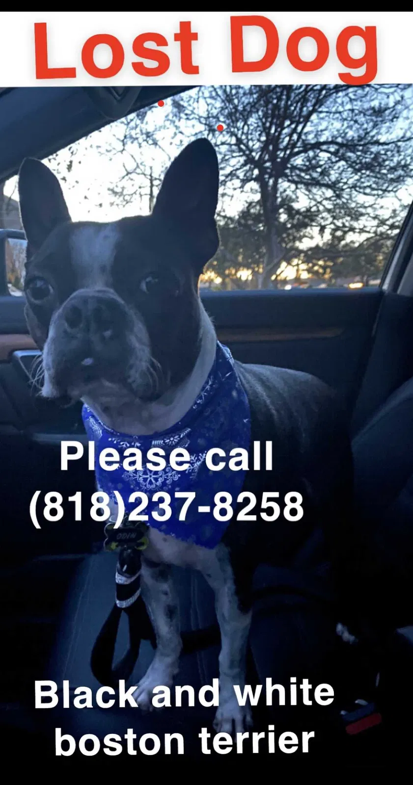 Lost dog in Granada Hills, CA, 91344