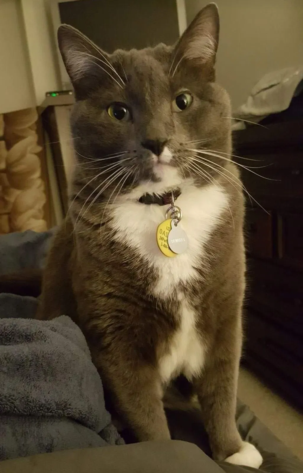 Lost cat in South Lyon, MI, 48178