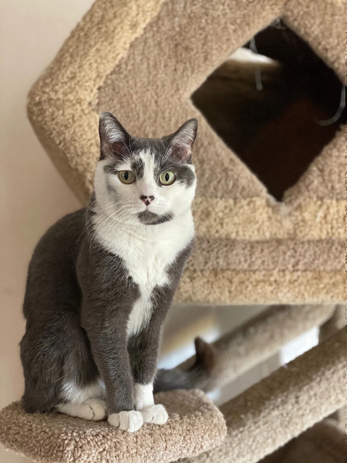 Lost cat in Vail, AZ, 85641