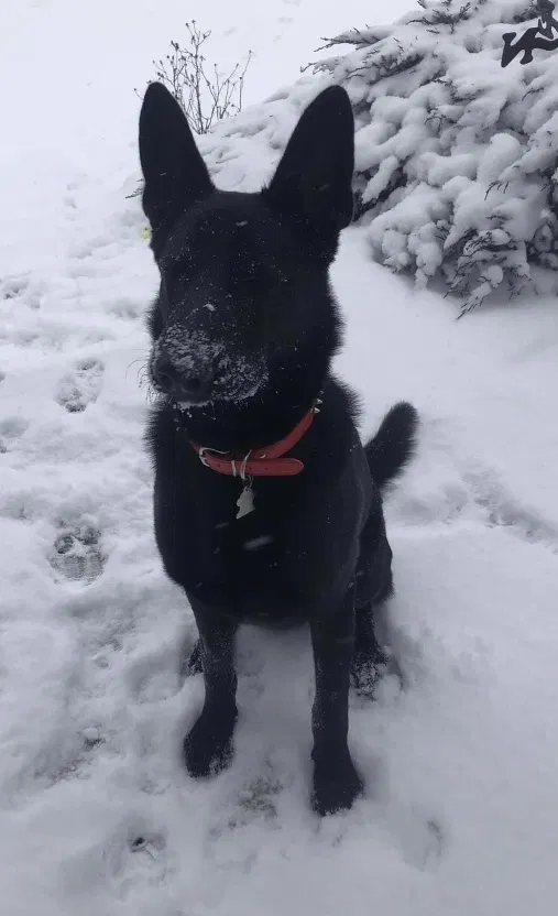 Lost dog in Dowagiac, MI, 49047