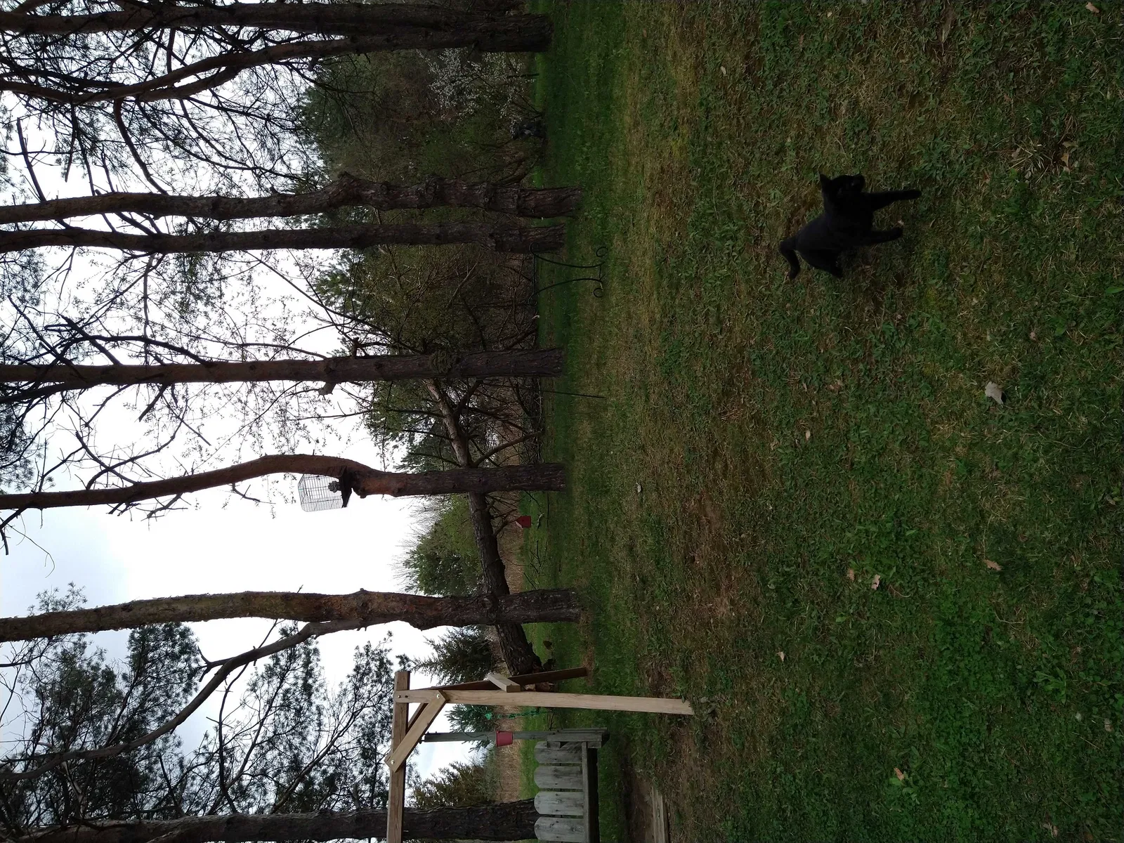 Lost cat in Mayville, MI, 48744