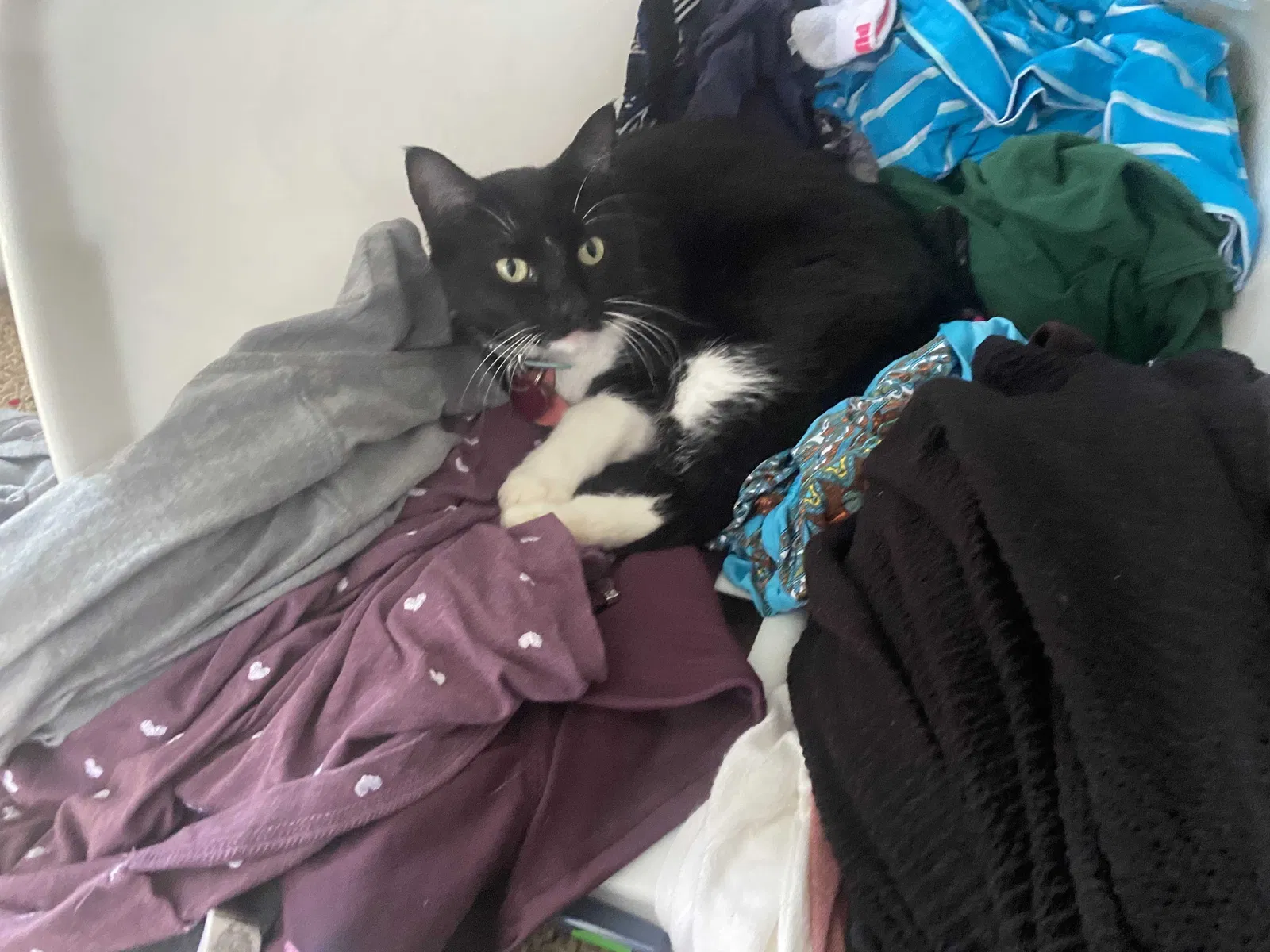 Lost cat in Hobe Sound, FL, 33455