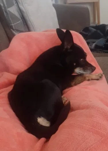 Lost dog in Greeley, CO, 80631