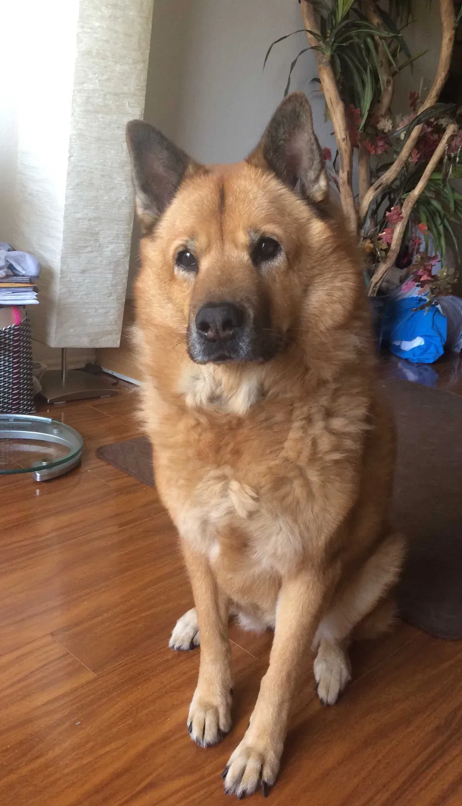 Lost dog in Van Nuys, CA, 91406