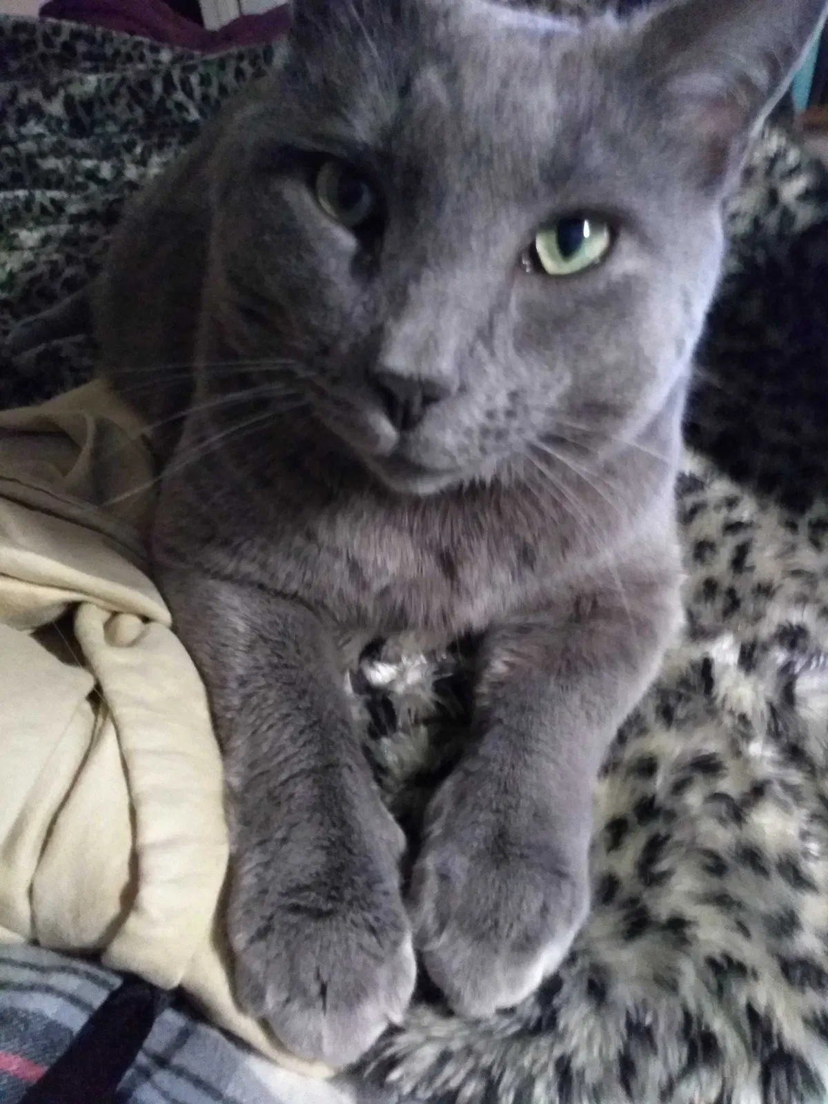 Lost cat in Winston Salem, NC, 27103