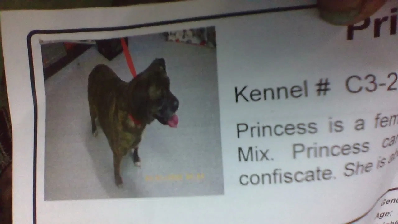 Lost dog in Indianapolis, IN, 46222