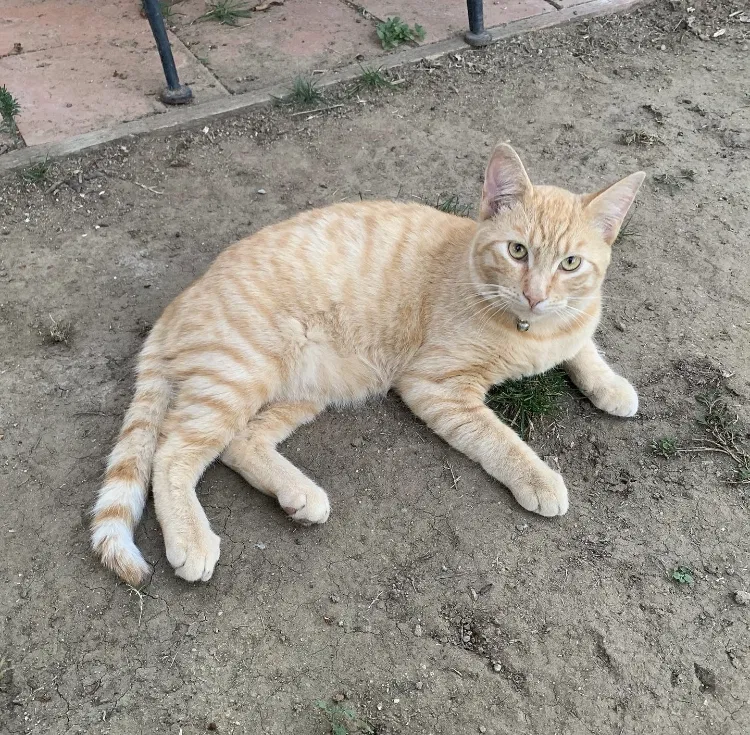 Lost cat in Carson, CA, 90746