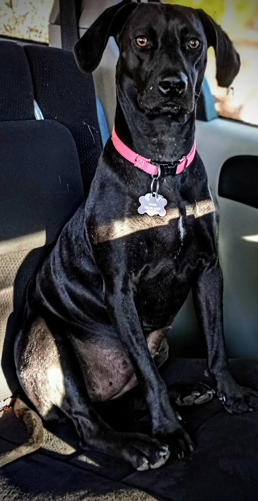 Lost dog in New London, NC, 28127