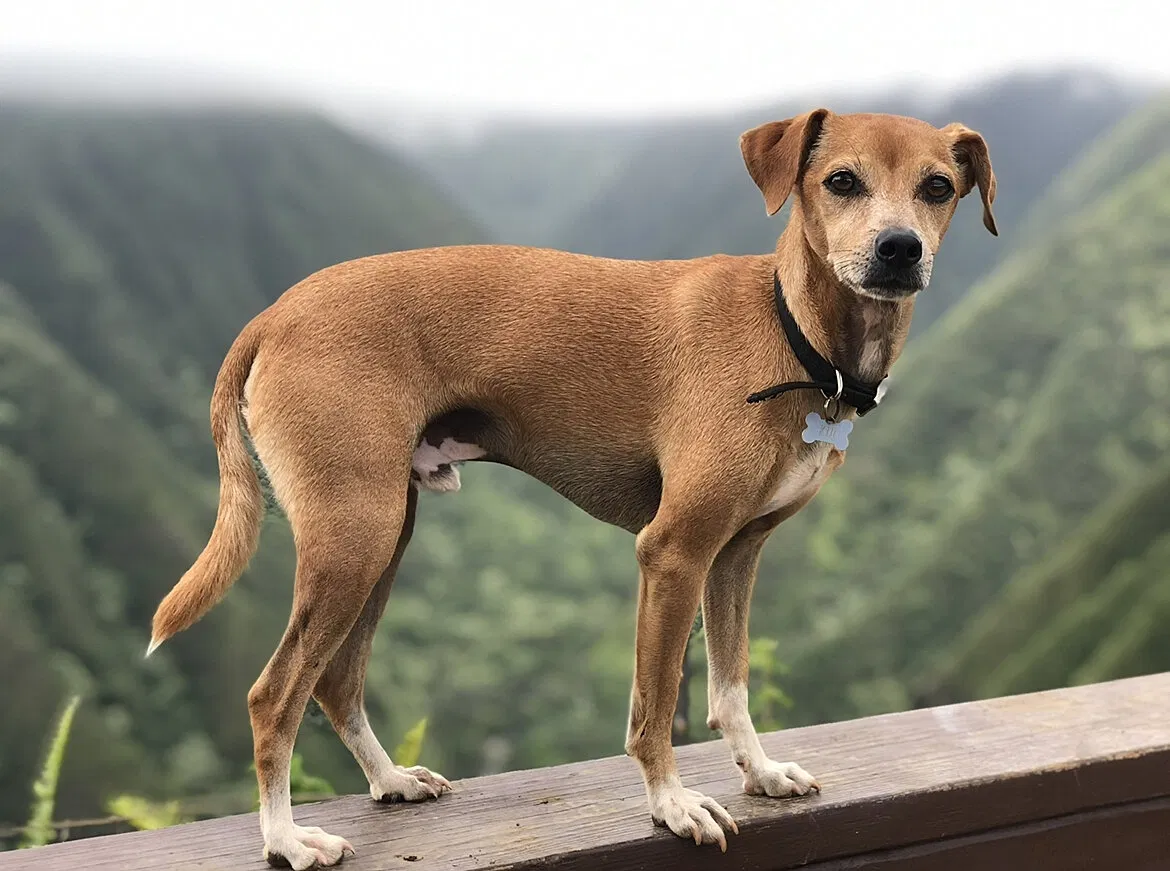 Lost dog in Paia, HI, 96779