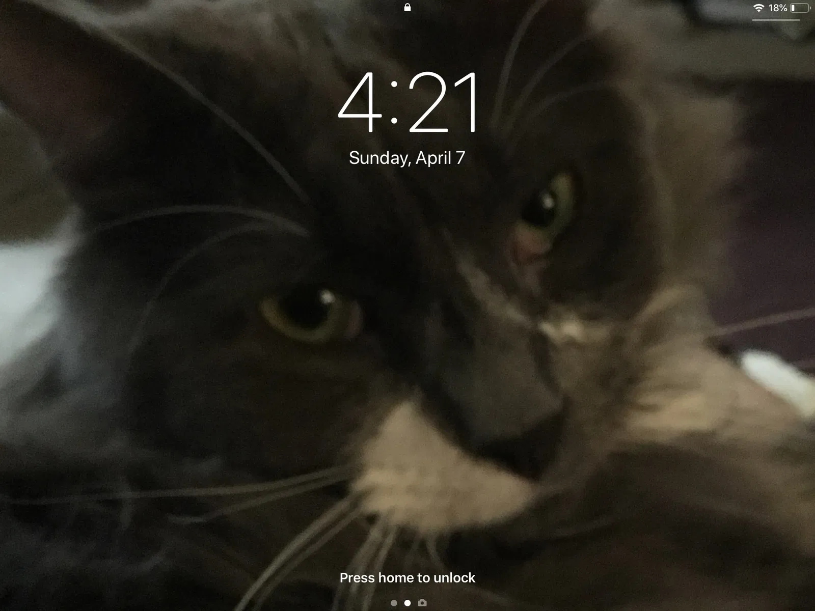 Lost cat in Norman, OK, 73071