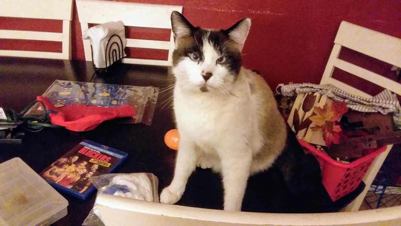 Lost cat in Albuquerque, NM, 87112