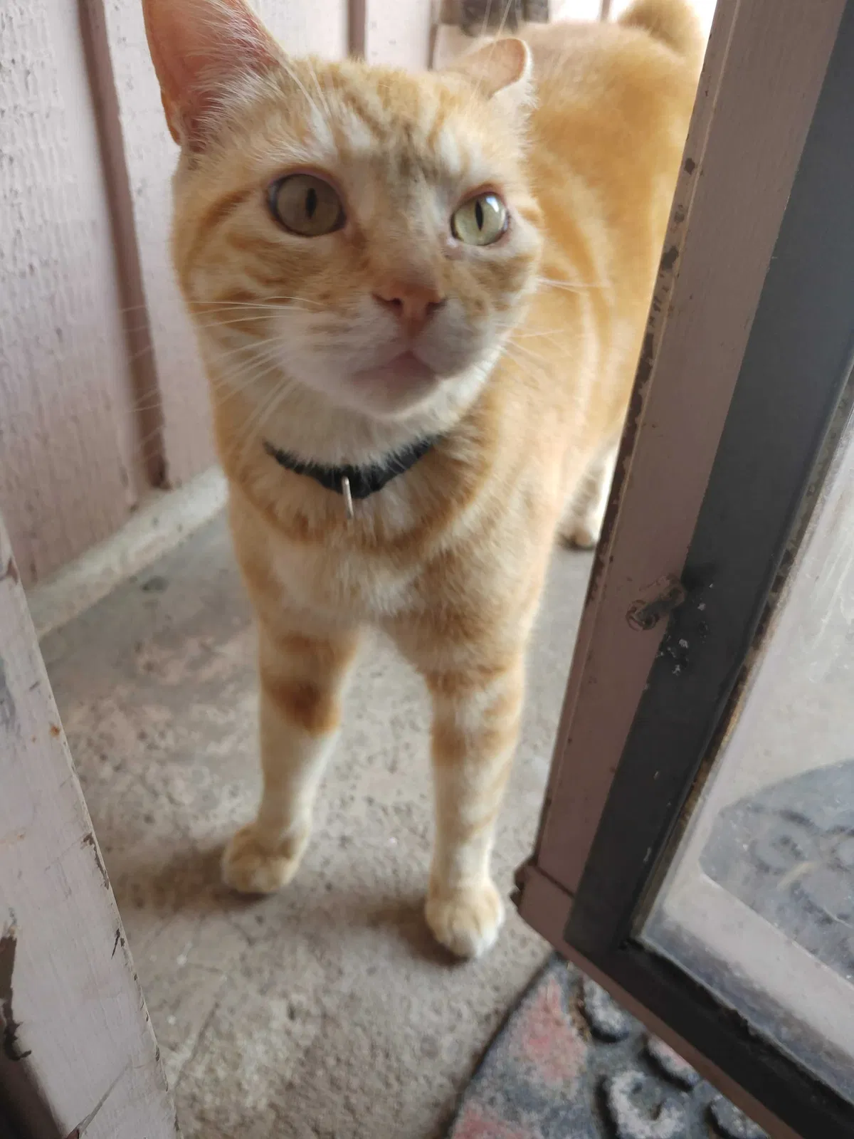 Lost cat in Houston, TX, 77015