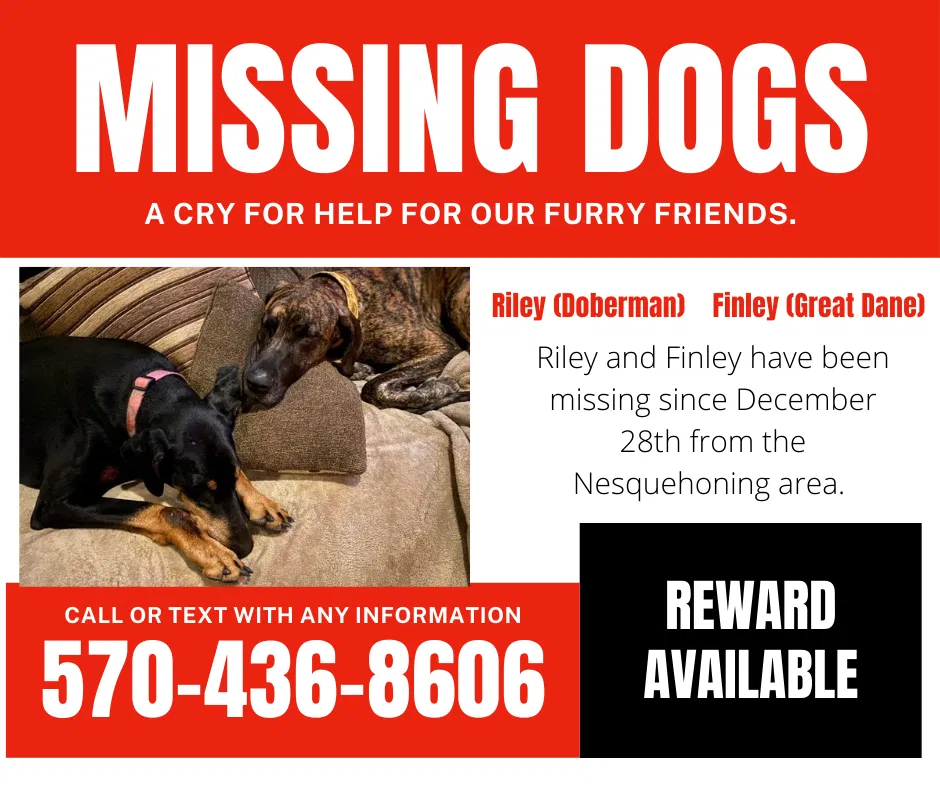 Lost dog in Nesquehoning, PA, 18240