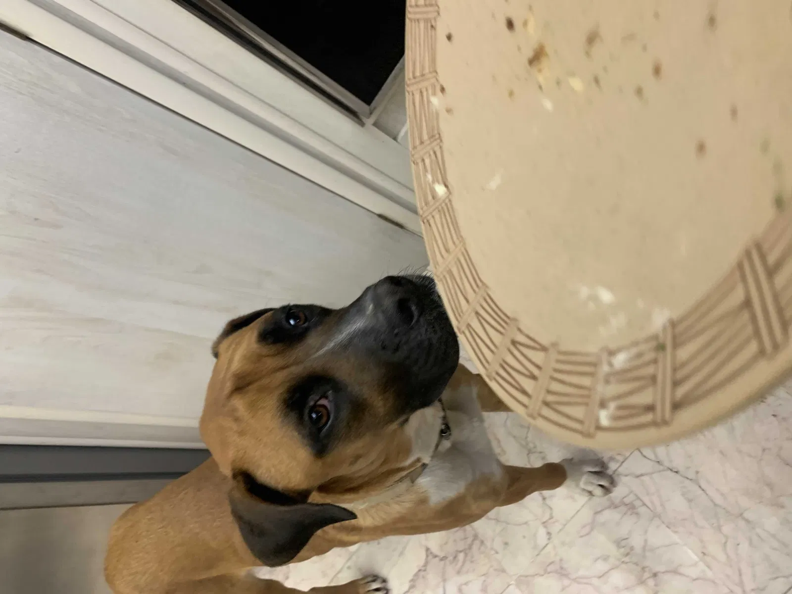 Lost dog in Aguanga, CA, 92536
