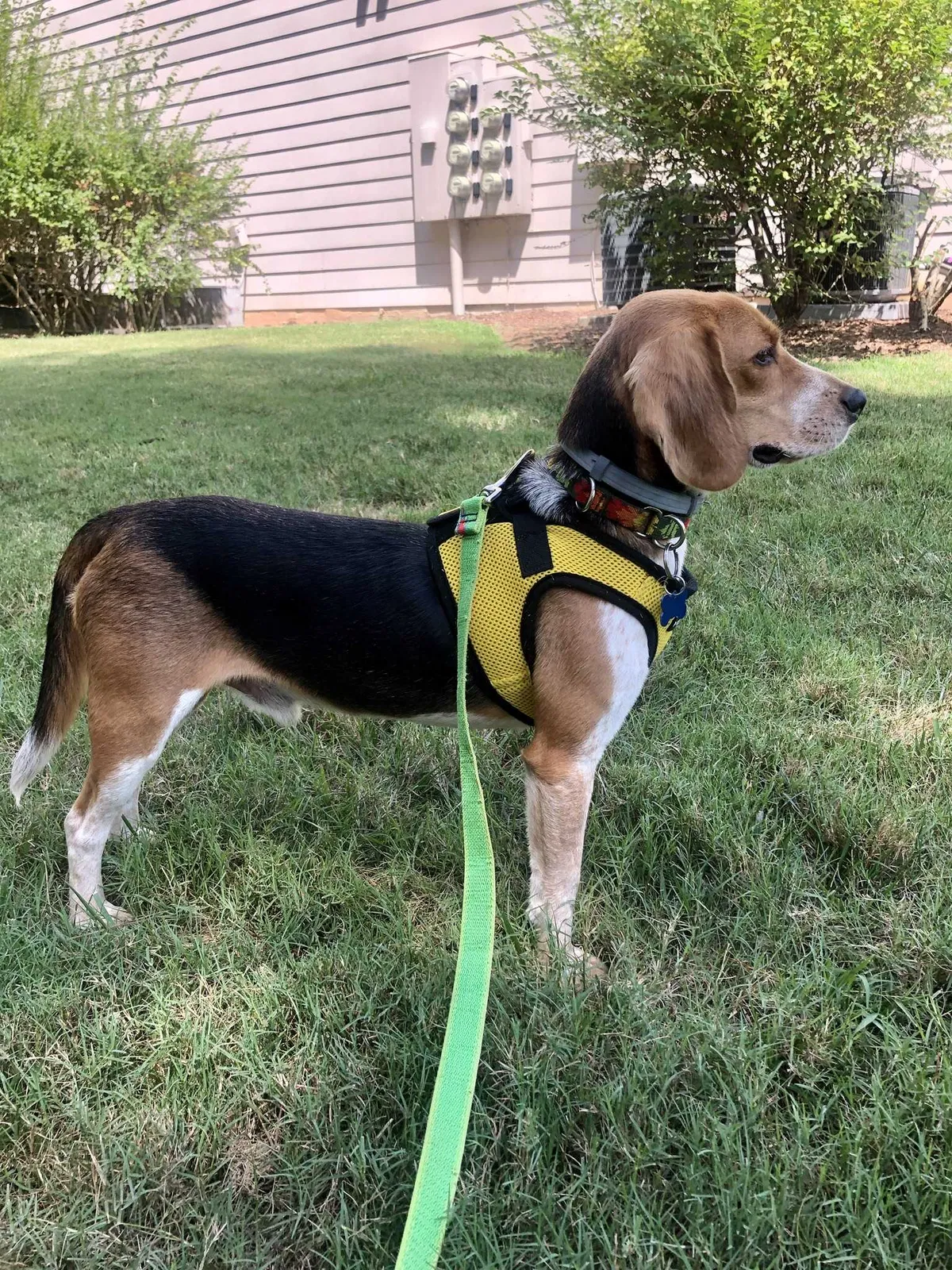 Lost dog in Durham, NC, 27713