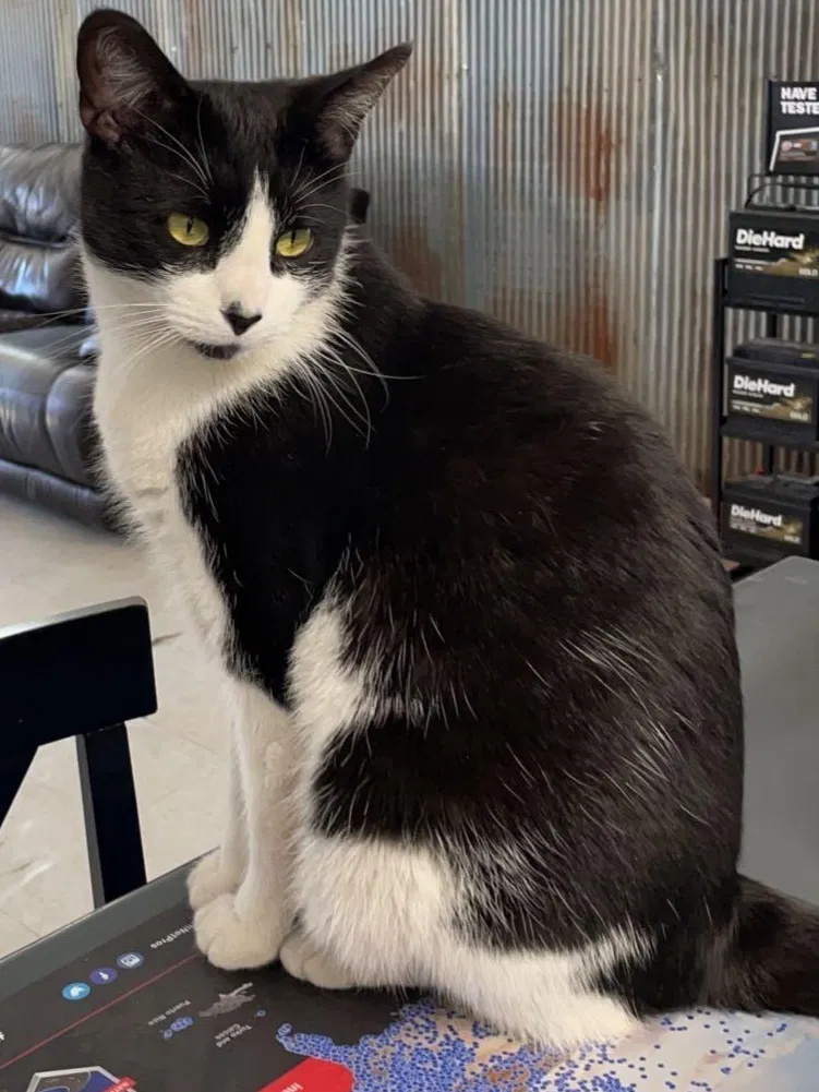 Lost cat in Saint Charles, IA, 50240
